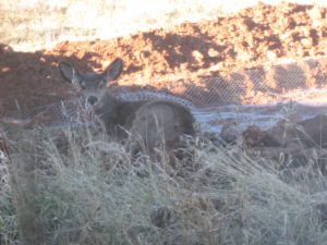 Deer enjoying rodent screening