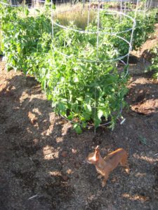 Gabby guarding the tomatoes and basil