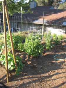 Garden in early June