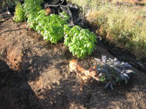 cilantro basil sage and Gabby