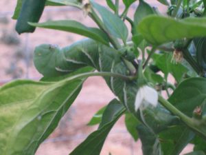 Closeup of brave hornworm