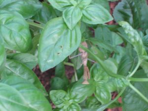 bee killing praying mantis