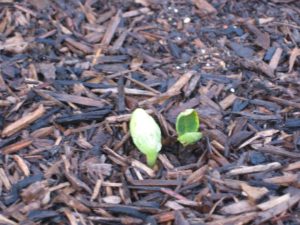 butternut squash sprouts