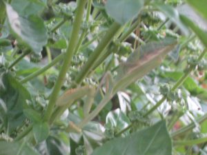 moth eating praying mantis